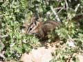 Grand Canyon - Chipmunk